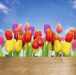 Obraz na płótnie tulipan kwiat ogród