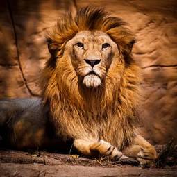 Obraz na płótnie mężczyzna zwierzę afryka król