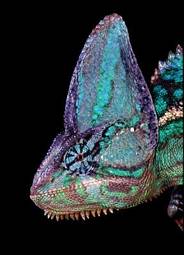 Obraz na płótnie kameleon zwierzę portret gad