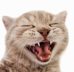 Naklejka usta rasowy kot
