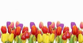 Naklejka kwiat natura tulipan