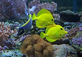 Fotoroleta morze rafa zwierzę koral