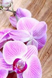 Plakat natura storczyk kwiat phalaenopsis