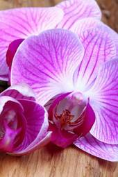 Naklejka storczyk kwiat natura viola uroda