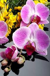 Fototapeta kwiat natura storczyk viola uroda