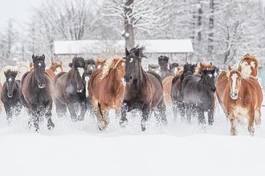 Fototapeta azja pastwisko koń śnieg