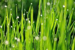 Naklejka trawa natura woda roślina
