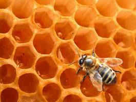 Naklejka wosk men at work pszczoła
