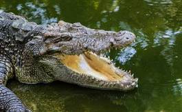 Naklejka australia natura safari aligator gad