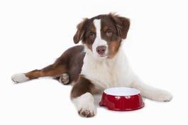 Naklejka pies szczenię jedzenie dla psa jeść na białym tle