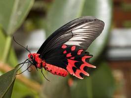 Obraz na płótnie motyl owad makro