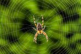 Obraz na płótnie natura pająk zwierzę ogród krzyż