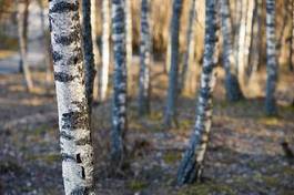 Plakat natura szwecja skandynawia drzewa