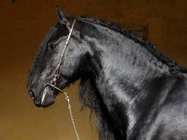 Fototapeta oko ładny koń zwierzę zagroda