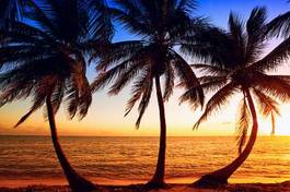 Fototapeta plaża raj świt palma