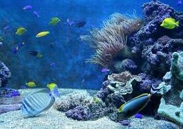 Naklejka koral woda ryba egzotyczny