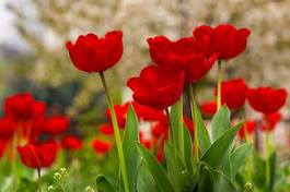 Obraz na płótnie piękny ogród natura świeży tulipan