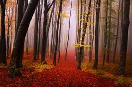 Fototapeta tajemnicza mgła w jesiennym lesie