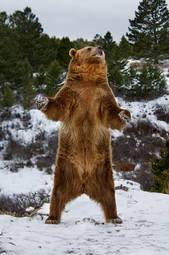Plakat dziki niedźwiedź zwierzę
