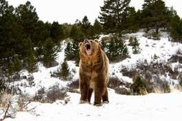 Obraz na płótnie zwierzę niedźwiedź dziki ssak