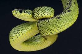 Obraz na płótnie tropikalny wąż gad