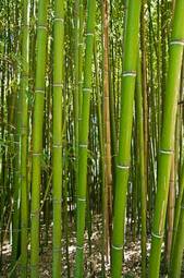 Naklejka roślina trawa bambus piękny