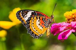 Fotoroleta kwiat motyl natura zwierzę