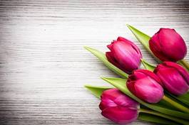 Plakat Ładne tulipany