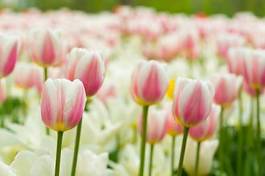 Naklejka lato tulipan pąk świeży piękny