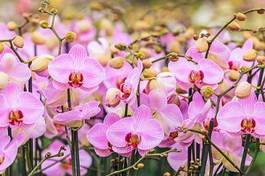 Plakat kwitnący holandia piękny roślina storczyk