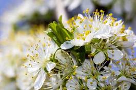 Fotoroleta natura wiśnia kwiat maszt