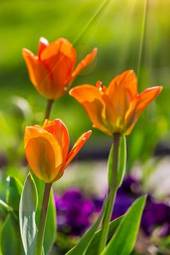 Naklejka piękny ogród słońce tulipan natura