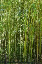 Obraz na płótnie piękny natura bambus roślina drzewa