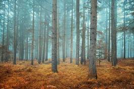 Naklejka bezdroża piękny ścieżka dziki las