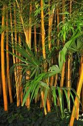 Plakat bambus gard zielony plantacji 