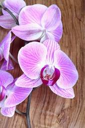 Fotoroleta storczyk kwiat natura viola sprężyna