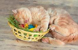 Plakat kremowy kociak śpi z głową w koszyku