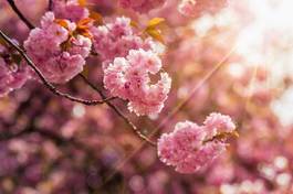 Fototapeta wiejski japoński kwiat ogród aleja