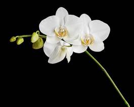 Naklejka orhidea roślina natura storczyk świeży