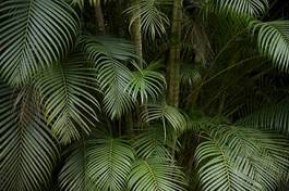 Plakat brazylia natura palma drzewa roślina