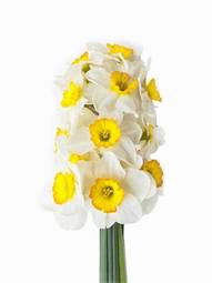Obraz na płótnie narcyz kwiat piękny świeży