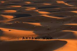 Obraz na płótnie pustynia zwierzę słońce transport