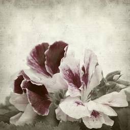 Plakat stary piękny retro roślina kwiat