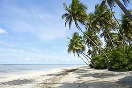 Naklejka natura brazylia palma plaża