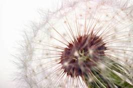 Fotoroleta natura kwiat mniszek roślina