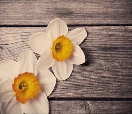 Obraz na płótnie bukiet narcyz kwiat piękny miłość