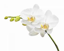 Plakat roślina miłość kwiat storczyk