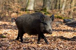 Fototapeta las świnia dzikie zwierzę