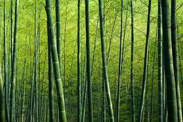 Plakat bambus roślina azja