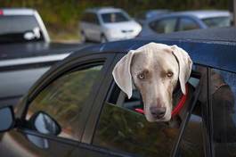Obraz na płótnie pies w samochodzie